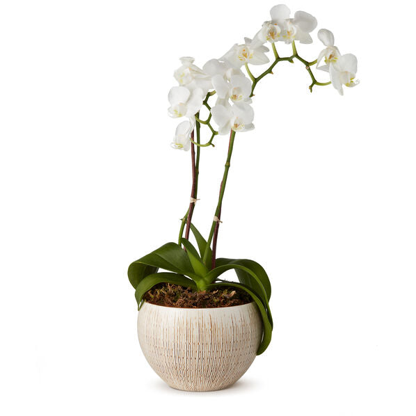 Amelie Small Cachepot Planter